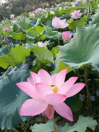 人生是限量版，沒有復制粘貼，
每個清晨，都是系統自動更新的機會，
新的一天，全力以赴，
生活不會虧待，
每一個努力向上的人。
早安??
周末愉快！
