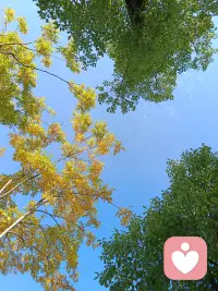 薩提亞的《認(rèn)出了自己》
走在生命的路上
一路上若隱若現(xiàn)的羞澀的做著自己
常常的你不敢表達(dá)自己真正的想法與真實(shí)的狀態(tài)
他人的眼光與社會(huì)評(píng)價(jià)
成為丈量自己好壞的標(biāo)尺
漸漸的你忘了自己是誰
你忘了來到這個(gè)世界前對(duì)自己的承諾
只顧著想要成為被他人目光雕琢的盆景
可內(nèi)心那最初的約定，依然時(shí)不時(shí)地輕敲你的門，終于有一天你醒來了打開門，閱讀了來自心底的那封信。你憶起你是誰，你憶起自己今生的意圖，在那一瞬間，所有的懷疑都不見了，你體驗(yàn)到內(nèi)心巨大的力量和回家的喜悅。你終于和那獨(dú)特的、珍貴的、可愛的自己相遇！沒有任何的評(píng)判，確認(rèn)今生盡己之力，所要表達(dá)的不再隱藏，不再羞澀，終于有勇氣以真面目示人，因?yàn)槟阏J(rèn)出了自己，你承認(rèn)了自己，你開始真正的顯化自己。配圖