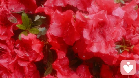 做自己的父母，重新养育自己一遍