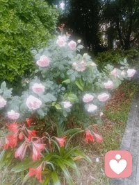 苦难是从负责任生来，责任是要解除了才没有，并不是卸下来才没有。所以面对才是解决之道。
