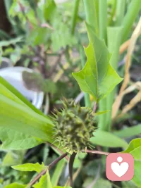 如何申請平臺咨詢師配圖