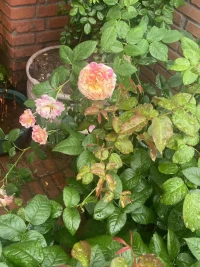 心正氣和，雨沐成林～配圖