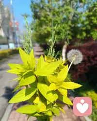 人們總是把幸福解讀成為有，有車、有房、有存款；但真正的幸福其實是無，無憂、無病、無災。配圖