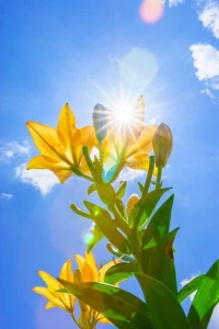 心有陽光，化繁為簡

有這樣一句話：“你的當(dāng)下，是由你的過去造就；你的未來，取決于你的當(dāng)下?！?
誰都想在人生旅途中順風(fēng)順?biāo)?，擁有美好幸福的生活，可即便想的再好，再完美，若心遲疑，沒有行動，那也只能是空中樓閣，鏡花水月。

因?yàn)?，一個人能走得多遠(yuǎn)，最終取決于當(dāng)下干了什么、取得怎樣的成績。

所以，給予自己一束陽光，哪怕是一小孔，化繁為簡，冷靜看待每件事，找到突破口。畢竟，當(dāng)外界環(huán)境變得惡劣的時候，我們至少還有一種自由：選擇如何面對它的自由。配圖