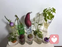 热爱生活，发现美的眼睛！
有知道这些都是什么的吗？