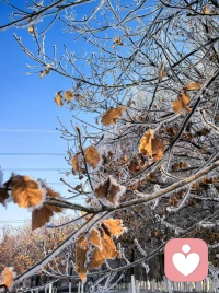 你那里下雪了吗？来看雪哈，哈哈