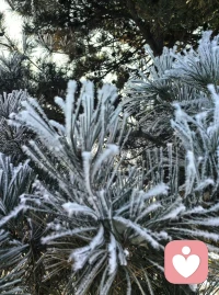 早晨醒来翻看手机，朋友圈里有人说雾凇如画。我掀开窗帘，外面只是平平无奇的冬日清晨，灰白而静默。我想他们说的可能是吉林市。
十点，收拾停当，按照原计划去逛街。车行不久，路旁的枝条忽然开始闪动零碎的银光——起初是疏疏几点，随后连成一片，满树素白，原来真的有雾凇。原来它就在离我不过几里路的、日常经过的地方。于是直接驶向河两岸。
雾凇已经开始化了。细碎的冰晶在风里簌簌飘落，可就在那将融未融的枝头，阳光穿过疏疏的冰羽，折射出细小而闪烁的光芒——那已不是盛大的银装，而是冬天悄悄别在我衣角的一枚晶莹的别针。
原来，惊喜不在于盛大的到场，而在于恰好的相逢：在我几乎错过它的时候，它正轻轻融化；在我以为平凡无奇的日子里，它悄悄结成了诗。