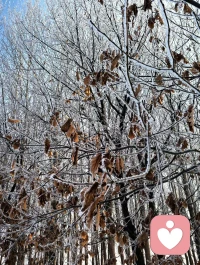 早晨醒来翻看手机，朋友圈里有人说雾凇如画。我掀开窗帘，外面只是平平无奇的冬日清晨，灰白而静默。我想他们说的可能是吉林市。
十点，收拾停当，按照原计划去逛街。车行不久，路旁的枝条忽然开始闪动零碎的银光——起初是疏疏几点，随后连成一片，满树素白，原来真的有雾凇。原来它就在离我不过几里路的、日常经过的地方。于是直接驶向河两岸。
雾凇已经开始化了。细碎的冰晶在风里簌簌飘落，可就在那将融未融的枝头，阳光穿过疏疏的冰羽，折射出细小而闪烁的光芒——那已不是盛大的银装，而是冬天悄悄别在我衣角的一枚晶莹的别针。
原来，惊喜不在于盛大的到场，而在于恰好的相逢：在我几乎错过它的时候，它正轻轻融化；在我以为平凡无奇的日子里，它悄悄结成了诗。