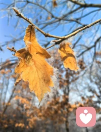 早晨醒来翻看手机，朋友圈里有人说雾凇如画。我掀开窗帘，外面只是平平无奇的冬日清晨，灰白而静默。我想他们说的可能是吉林市。
十点，收拾停当，按照原计划去逛街。车行不久，路旁的枝条忽然开始闪动零碎的银光——起初是疏疏几点，随后连成一片，满树素白，原来真的有雾凇。原来它就在离我不过几里路的、日常经过的地方。于是直接驶向河两岸。
雾凇已经开始化了。细碎的冰晶在风里簌簌飘落，可就在那将融未融的枝头，阳光穿过疏疏的冰羽，折射出细小而闪烁的光芒——那已不是盛大的银装，而是冬天悄悄别在我衣角的一枚晶莹的别针。
原来，惊喜不在于盛大的到场，而在于恰好的相逢：在我几乎错过它的时候，它正轻轻融化；在我以为平凡无奇的日子里，它悄悄结成了诗。