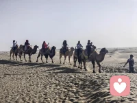 大漠蒼蒼，駝鈴響叮當！配圖