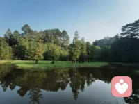 水上綠樹和水下綠樹，你更喜歡欣賞哪一部分？配圖