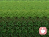 這張三維圖里隱藏的動物你看得到嗎？配圖