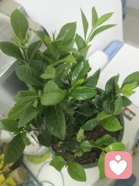 有青少年家庭的主要特點:
家庭關系模式相對穩定
孩子學業成為焦點
父母面臨中年危機。配圖