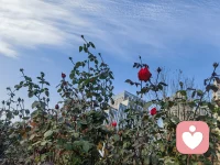 我又回到我的玫瑰園，比人還高一米多的玫瑰樹。看著心情大好！配圖