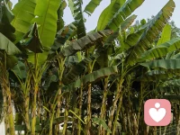 面子幾乎是所有男人的命，尊重和臉面在某種程度上就是他們的氧氣罐，不論你在家里還是在外面，記住一定給足他面子，當男人受挫的時候，不要馬上條件反射地說他不如別人。配圖