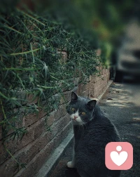 小貓小狗會思考Ta們這一生的意義嗎？
人類會，人們往往在遭遇痛苦時才會思考人生的意義。
所以啊，越是純粹的快樂，越接近于動物本能的滿足。
比如，像Ta們一樣飽餐、酣睡、追逐、游樂……配圖