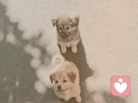 小貓小狗會思考Ta們這一生的意義嗎？
人類會，人們往往在遭遇痛苦時才會思考人生的意義。
所以啊，越是純粹的快樂，越接近于動物本能的滿足。
比如，像Ta們一樣飽餐、酣睡、追逐、游樂……配圖