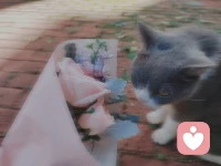 生年不滿百，何懷千歲憂呢？
此刻的陽光與微風、紫羅蘭與玫瑰、貍奴與我，才是真實的存在啊～～～配圖