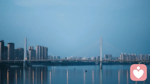 恒河猴实验:早期的依恋模式