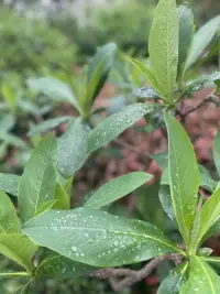盡管伴侶之間有著深入的了解，仍然會受到強烈的行動者/觀察者效應的影響。他們對自己行為的解釋，與對觀察到的伴侶的類似行為的解釋完全兩樣。配圖