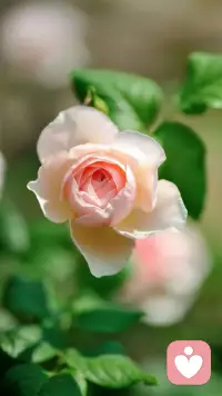 進步總是伴隨挫折而生，因為有了挫折，才讓我們覺得這進步是如此讓人欣喜！
人們有一個共識:人可以從挫折中變得更聰明、更強大，這句話意味著人從此對自己的生存能力有了更好的把握。
如果一個人沒有經過苦難的考驗，那么他從來不會真正懂得自己，懂得處理各種關系的力量有多大！配圖