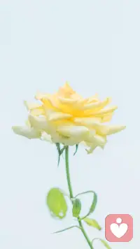 遭受拒絕帶給我們尖銳的痛苦；孤獨引發(fā)毀滅性的疼痛；喪失使我們的生活破碎不堪；難以擺脫的內(nèi)疚感，毒害了我們的安寧和人際關系；對痛苦的反芻傾向很快會發(fā)展為焦慮和沮喪；失敗導致極度的絕望；自卑則是我們拒絕別人的幫助。
我們經(jīng)常性地遭受情緒創(chuàng)傷，如同經(jīng)常性地遭受身體創(chuàng)傷。
失敗，內(nèi)疚，被拒絕和喪失是我們生活的一部分。
但是對于大多數(shù)人來說，我們自然而然地包扎傷口，或者冰敷扭傷的腳踝，而應對情緒傷害的急救箱卻空空如也。
幸運的是，我們找到了一些方法，它們就好像精神急救工具，可以用來治療受傷的情緒。配圖