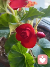 和諧讓一個團隊一事無成，矛盾讓一個團隊碩果累累！
在一個由熟人構成的團隊里，由于彼此間關系深厚，在做決策時很少有人直白地提出反對意見，由此帶來的后果就是一團亂麻。
有趣的是，研究發現，在團隊中引入陌生人后，效率會得到大幅提高。
所有人都開始動腦筋，展示自己聰明的一面，同時由于所處圈層不同，大家能夠獲得更多樣的信息，決策的有效率得以提升。
這就是為什么一個團隊需要有摩擦，需要有不確定性，需要有不同的聲音，只有這樣才能激發新思想。配圖