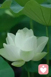 世间一切皆是缘，一切因缘皆是禅，顿悟人生，便能了然于胸。配图