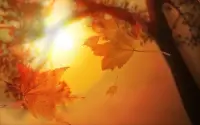 愛是溫暖的，它讓心靈在陽光下綻放，讓生活充滿甜蜜。配圖