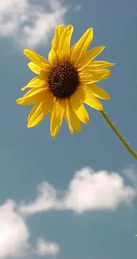早安：積極面對新的一天早安，新的一天開始了。讓我們以積極的心態迎接未來的挑戰和機遇。無論前方有多少困難與險阻，只要我們心中有陽光，腳下就有力量。早安，愿你擁有一個美好的一天。配圖