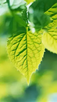 每一天都是奮斗的起點，是全新的開始，我相信，陽光永遠都是照耀努力的人！早安配圖