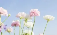 人生是美好的，又是短暫的。生活如花，姹紫嫣紅；生活如歌，美妙動(dòng)聽；生活如酒，芳香清醇；生活如詩，意境深遠(yuǎn)，絢麗多彩。配圖