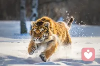 野兽从来独行，牛羊成群结队。人生有一段经历必须是自己走过去的，充满了痛苦，充满了孤独，这个东西就叫做成长。
好的生活，幸福的经历是不能带来成长的。没有人自发想要改变，除非受到外界环境的影响，逼不得人才会进步和成长，所以成长都不快乐。要理解，并且接受这些。
你可能会孤独，但你有一天会变得非常的出众。配图