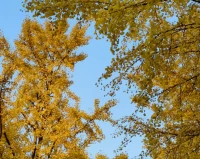靜生智，定生慧。當一個人心靈沉靜，定力才會強大，智慧才會產生。修心當以靜心為要，修道當以無我為基。內心堅定、情緒穩定，深深鏈接到自己的福報。配圖