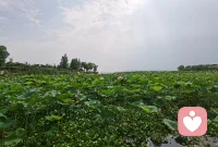 你若要快樂就不能關系里被道德綁架
你怕的東西越多，欺負你的事情就越多，你什么都不怕，反而沒有人敢欺負你； 你太討好人，別人就想來占你便宜，你強勢一點，反倒他們來討好你； 脾氣越好的人，越容易被欺負，善解人意的人，最容易受委屈； 你越柔弱，世界對你越兇狠，你越兇狠，世界就變得溫柔了。 人情世故莫非如此。放眼世界，外交亦如此。小小的以色列，強大到無人敢惹，因為他誰都敢得罪。配圖