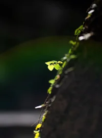 活出自己生命的價值，是每一個走在成長道路上的人內心最深切的渴望。
然而自我價值感是學習而來的。
每個人或多或少都是家庭價值觀的呈現，
因而檢視自己、原生家庭，有助于改造自己，找出生命的動力。
通過這樣的覺察與改變歷程，更能凸顯生命的意義。配圖