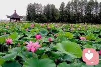心理学的荷花效应：“荷花开满池塘需要 30
天，但开满半池的时间却不是15天，而是第29天。”成功需要厚积薄发，需要积累沉淀。
