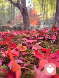 假如没有遇上你，我会不会有另一种人生？不管有没有结果，我还是宁愿与你相逢。配图