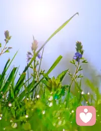 随着清晨的微风和阳光，我向你送上最真挚的问候。早安，愿你的一天如此明朗、如此愉快，如清晨的露珠般晶莹剔透。配图