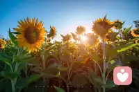 不管你在哪里，愿你温暖，坚强，快乐如初；愿你在自己存在的地方，成为一束光，照亮世界的一角。早安。配图