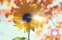 不管你在哪里，愿你温暖，坚强，快乐如初；愿你在自己存在的地方，成为一束光，照亮世界的一角。早安。配图