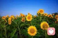 不管你在哪里，愿你温暖，坚强，快乐如初；愿你在自己存在的地方，成为一束光，照亮世界的一角。早安。配图