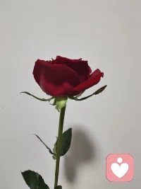 当我们轻轻触摸玫瑰的花瓣时，可以感受到它们的温暖。这温暖不仅仅是物理上的温度，更是一种心灵上的共鸣。有时候我们也会遇到生活中的冷漠与困难，但只需沐浴在玫瑰花瓣的温暖中，心灵会得到疗愈与安抚。它像一剂魔法般的药水，将我们的忧伤和痛苦溶解，为我们带来平静与舒适。配图