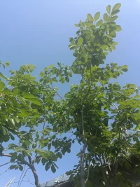一個自卑的人如何變的自信

1、正確認識自己的優缺點，揚長避短；

2、相信自己；

3、平時注意打扮自己，良好的形象也可以讓你更加自信；

4、學會穿搭，受到別人的夸獎會使自己自信；

5、多夸贊別人，使自己有一個良好的人際關系，利于自己變得自信；

6、平時多說一些我可以做到，我能行的話；

7、對著鏡子微笑，練習說話；

8、平時要接觸不同的人，鍛煉自己的能力。配圖