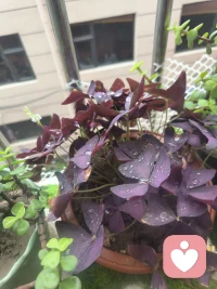 今天一整天都在下雨，雨声敲打着玻璃，一声声的好似低吟，让人的心里顺畅。