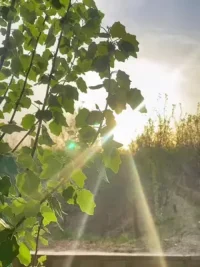 太陽每日為你升起！配圖