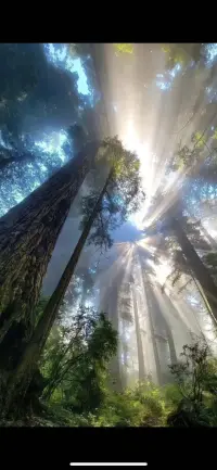 精神世界不平衡，心就特别疼

就算不是很忙，但也觉得很累.

容易烦燥，容易生病.

正事干不了，一直在消耗.....

要么外耗他人，硝烟四起，战火纷飞

要么内耗自己,精疲力竭,奄奄一息

人生体验非常糟糕

消极的,负面的.悲观的,痛苦的.蜂拥而至.

精神世界为什么会出现不平衡

因为早年有创伤性体验

比如缺少爱、缺少理解、缺少接纳，包括缺少食物，
当一个人缺少食物，人是很容易变疯狂的，

缺少陪伴  缺少支持  缺少力量

而我们现代很多人都是缺少食物的人的后代

可想而知 我们在精神上会继承什么呢



所以我们是幸运的

因为现在物质非常的丰盛

赶紧去修复创伤性体验

为自己,为下一代提供一个丰盛的精神环境

一个充满爱，充满理解，充满接纳

充满力量的精神环境,真的是太美好了