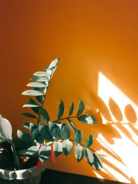 每個人身上都有創(chuàng)傷，或大或小

療愈它，要么是被足夠強(qiáng)大而溫暖的愛所包圍，要么是傾聽自己內(nèi)在的聲音

深入你的潛意識，向內(nèi)探究、整合、破解、重塑配圖