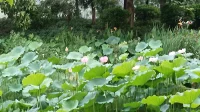 人跟人能真心感性交流多不容易。都戴著防御面具那么多年。有了“咨詢師”這個“權威頭銜”還多了理論套路這個防御工具。可惜一切防御都不能使真實生命生活的感受更好。配圖