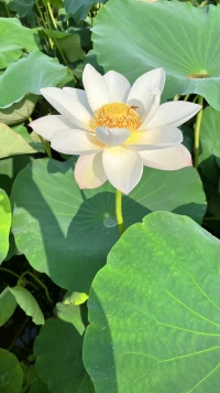 新年的喜慶如月光，照亮千萬(wàn)家；快樂(lè)的味道如糖果，甜蜜您心間；思念的溫馨似棉被，溫暖您身心；問(wèn)候的傳遞載祝福，送到您眼前。祝2024元旦快樂(lè)，事業(yè)有成，萬(wàn)事順?biāo)欤腋０部担∨鋱D